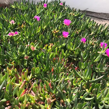 Atlantic View - Quiet, Peaceful And Windless With Fantastic Ocean View Appartement Costa Del Silencio