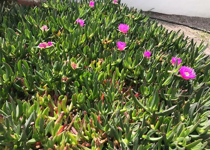 Atlantic View - Quiet, Peaceful And Windless With Fantastic Ocean View דירה קוסטה דל סילנסיו